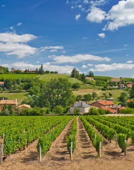 【ワインの産地】ボージョレ地方