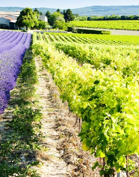 【ワインの産地】プロヴァンス地方